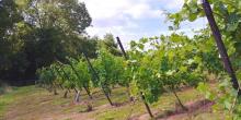 Wythall Estate Vineyard