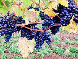 Torview Wines Torview Wines