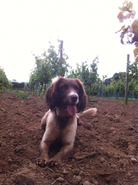 Torview Wines Torview Wines