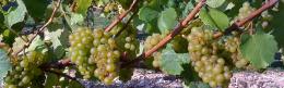 Cottonworth Vineyard