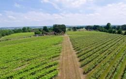 Brightwell Vineyard Brightwell Vineyard