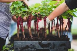 GUILLAUME NURSERY GUILLAUME NURSERY