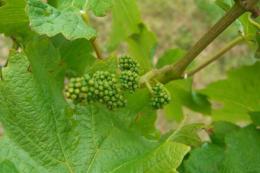 Huxbear Vineyard Huxbear Vineyard