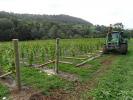 Sidbury Vineyard Sidbury Vineyard