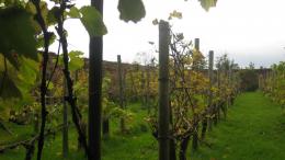 Pengethley Manor Hotel Vineyard Pengethley Manor Hotel Vineyard