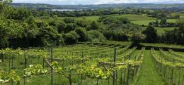 Biodynamic Vineyard LIMEBURN HILL