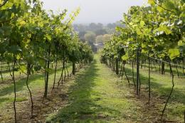 Bolney Wine Estate Bolney Wine Estate
