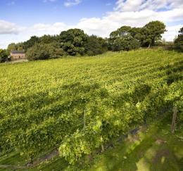 Carden Park Hotel Vineyard