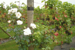 Plantation House Vineyards Plantation House Vineyards