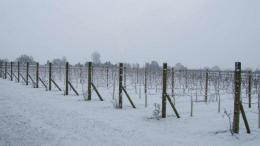 Plantation House Vineyards Plantation House Vineyards