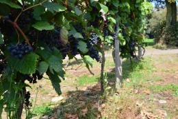 Sealwood Cottage Vineyard Sealwood Cottage Vineyard