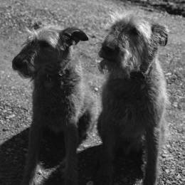 Woodreed Vineyard  Guards Woodreed Vineyard  Guards