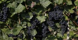 Stopham Vineyard