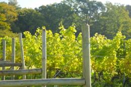 Marlings Vineyard