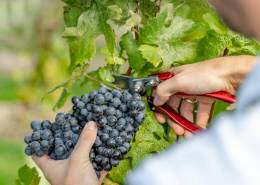 First Harvest of the UK's First Pinotage Vineyard First Harvest of the UK's First Pinotage Vineyard