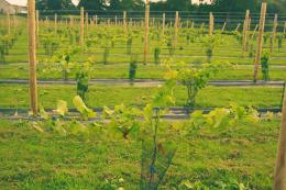 Llaethliw Vineyard Llaethliw Vineyard