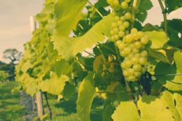 Llaethliw Vineyard Llaethliw Vineyard