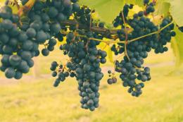 Llaethliw Vineyard Llaethliw Vineyard