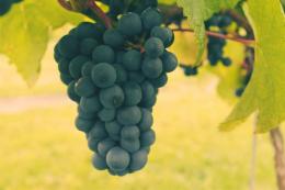 Llaethliw Vineyard Llaethliw Vineyard