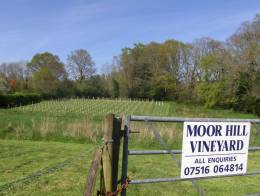 Moor Hill Vineyard