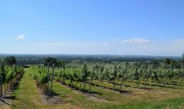 Mudgley Farm Vineyard (Mowbarton Estate)