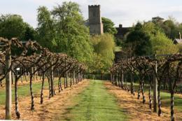 Oak Hill Vineyard Oak Hill Vineyard
