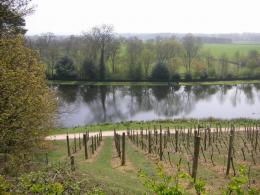 Painshill Park Vineyard
