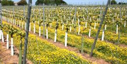Stopham Vineyard