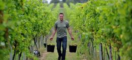 Students’ vineyard celebrates record harvest Down Ampney Vineyard