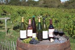 Rosemary Vineyard IOW Rosemary Vineyard IOW