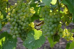 Sealwood Cottage Vineyard Sealwood Cottage Vineyard