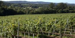 Stopham Vineyard