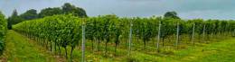 Wyches Vineyard