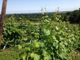 Abberley Hills Vineyard Abberley Hills Vineyard