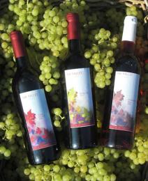 Abbey Vineyards - Amersham Vineyard