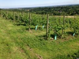 Abberley Hills Vineyard Abberley Hills Vineyard
