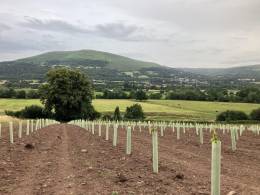 Abergavenny Vineyards