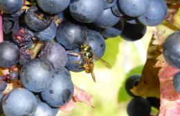 Adgestone Vineyard - Broughton Wine
