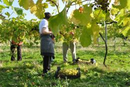 Highdown Vineyard Highdown Vineyard