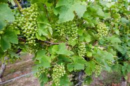 Bardfield Vineyard Bardfield Vineyard