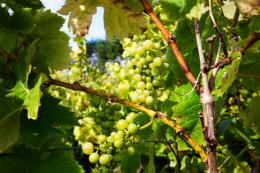 Bardfield Vineyard Bardfield Vineyard