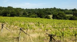 Beaulieu Vineyard Beaulieu Vineyard