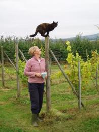 Sunnybank Vineyard and Vine Nursery Sunnybank Vineyard and Vine Nursery