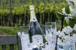 Black Dog Hill Vineyard