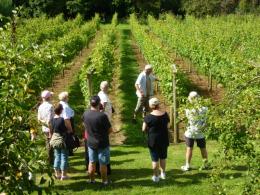Bosue Vineyard Bosue Vineyard