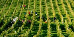 Breaky Bottom Vineyard