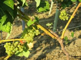 Brenley Vineyard