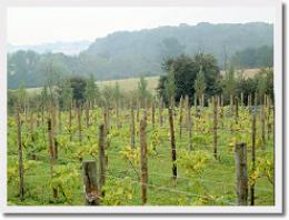 Bridewell Organic Gardens