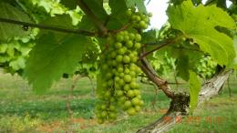 Brynne Vineyard
