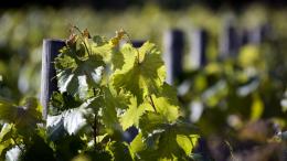 Croft Castle Vineyard